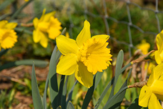 Narzissen