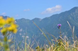 einzelne Blume 3